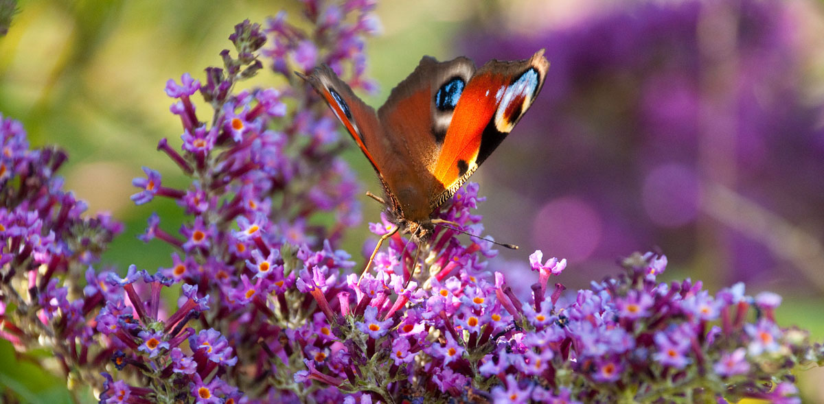 Peacock Butterfly on Budleigha